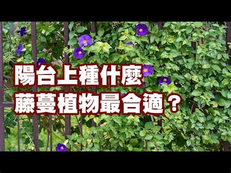 藤蔓植物爬藤類植物圖鑑|藤蔓展示區